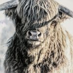 Schottisches Hochlandrind