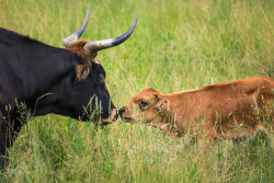 Ein Küsschen für Mama