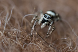 Springspinne