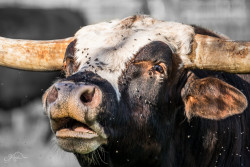 Longhornbulle