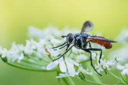 Cylindromyia bicolor