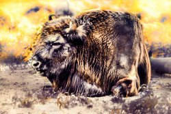 Wisent