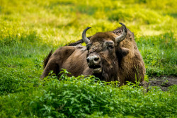 Wisent