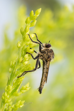 Raubfliege