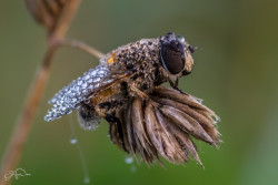 Fliege im Morgentau
